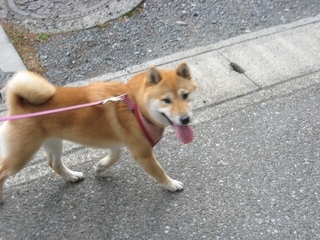 ���т����̂܂�������L�B