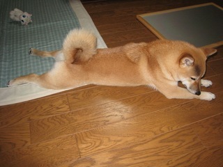 ���т����̂܂�������L�B