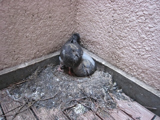 ���т����̂܂�������L�B