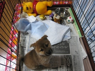 ���т����̂܂�������L�B