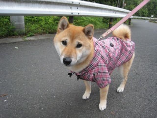 ���т����̂܂�������L�B