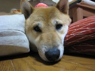 ���т����̂܂�������L�B