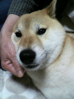 ���т����̂܂�������L�B