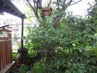 ���т����̂܂�������L�B