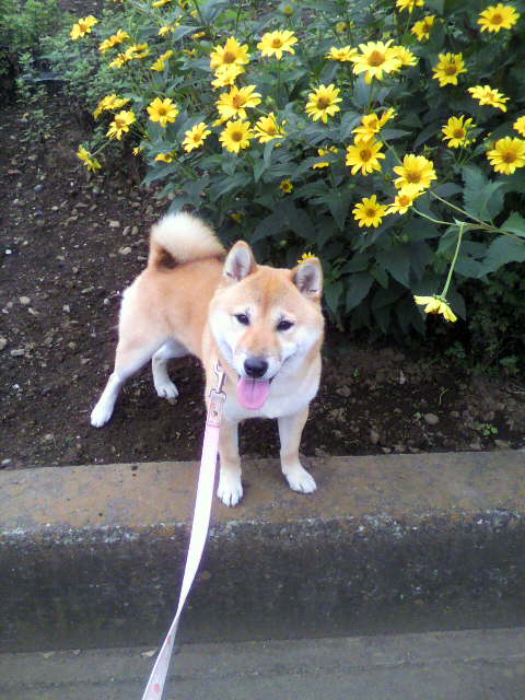 ���т����̂܂�������L�B