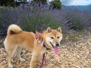 ���т����̂܂�������L�B