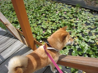 ���т����̂܂�������L�B