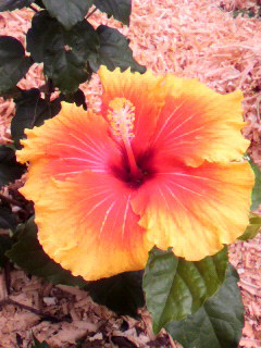 ���т����̂܂�������L�B