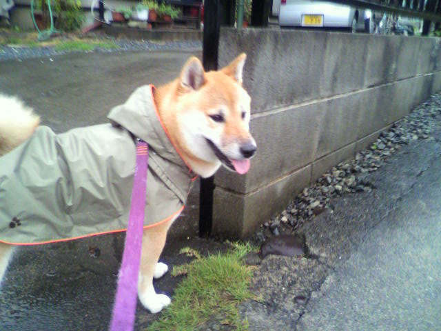 ���т����̂܂�������L�B