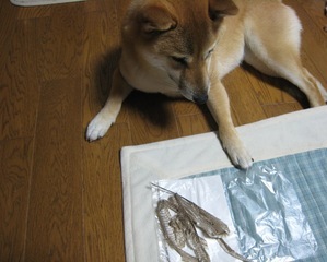 ���т����̂܂�������L�B