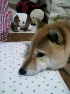 ���т����̂܂�������L�B