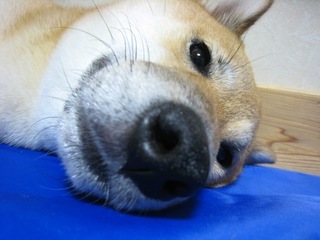 ���т����̂܂�������L�B