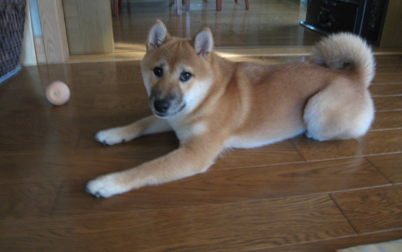 ���т����̂܂�������L�B