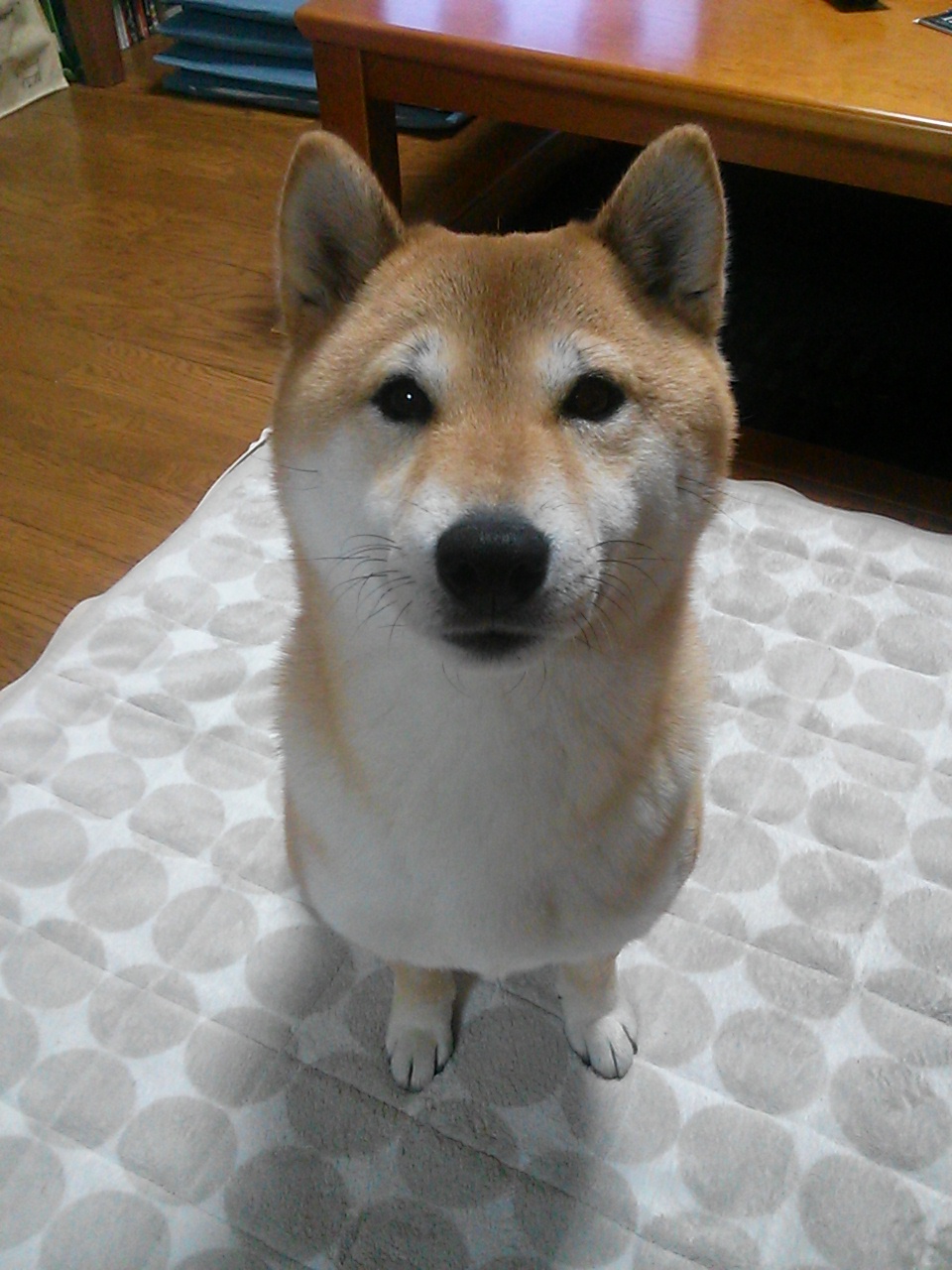 ���т����̂܂�������L�B