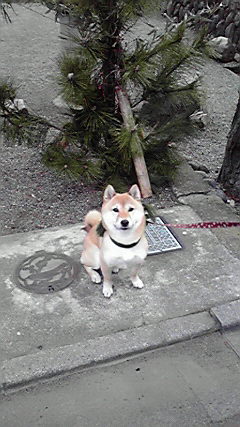 ���т����̂܂�������L�B