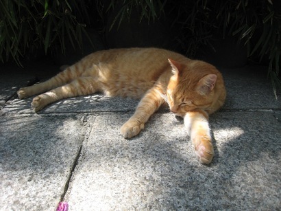 ���т����̂܂�������L�B