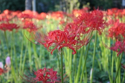 ���т����̂܂�������L�B