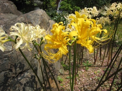 ���т����̂܂�������L�B