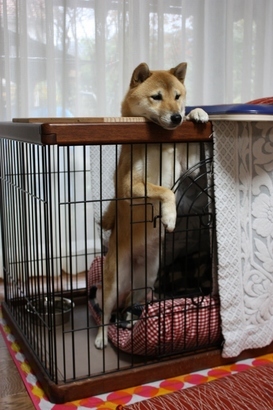 ���т����̂܂�������L�B