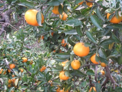 ���т����̂܂�������L�B