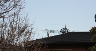 ���т����̂܂�������L�B