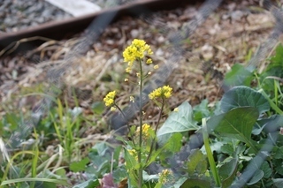 ���т����̂܂�������L�B