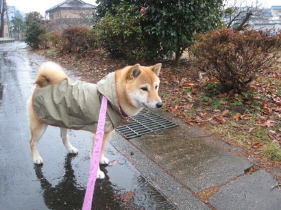 ���т����̂܂�������L�B