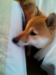 ���т����̂܂�������L�B