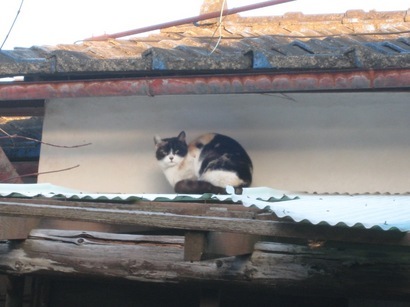 ���т����̂܂�������L�B