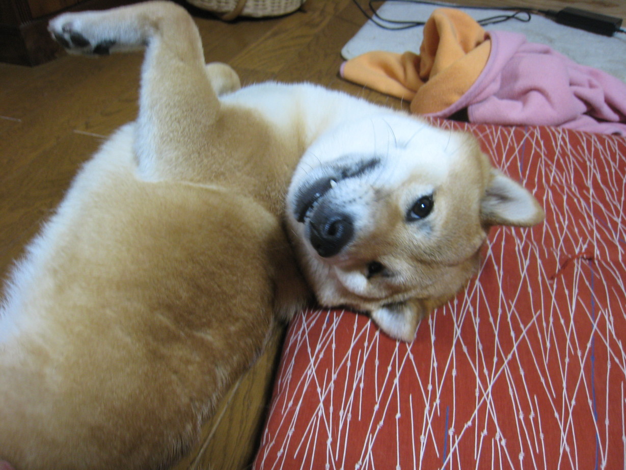 ���т����̂܂�������L�B