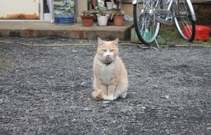 ���т����̂܂�������L�B