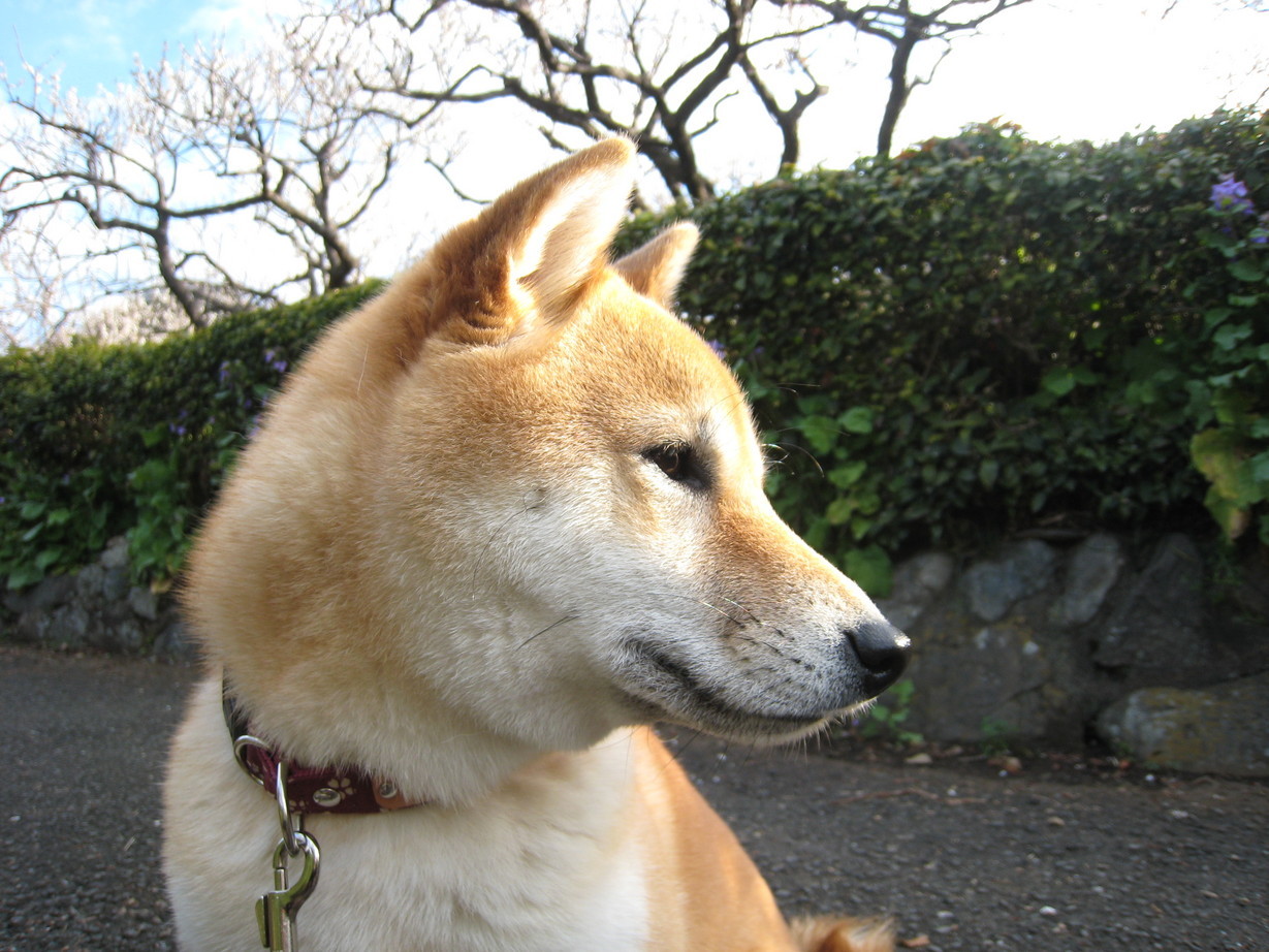 ���т����̂܂�������L�B