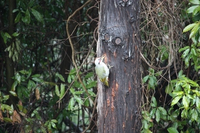 ���т����̂܂�������L�B