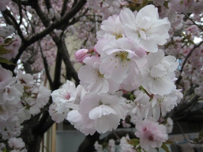 ���т����̂܂�������L�B