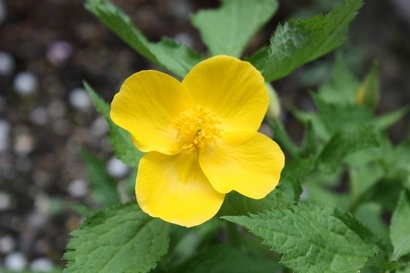 ���т����̂܂�������L�B