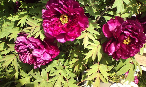 �H�����񁕃G�g�Z�g��