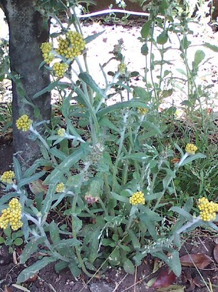 �H�����񁕃G�g�Z�g��