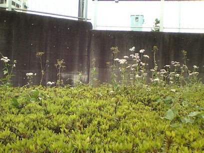 �H�����񁕃G�g�Z�g��