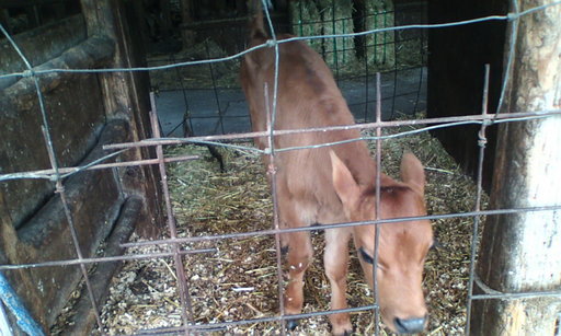 �H�����񁕃G�g�Z�g��