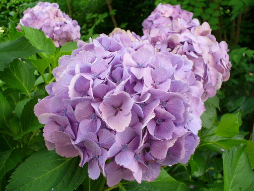 �H�����񁕃G�g�Z�g��