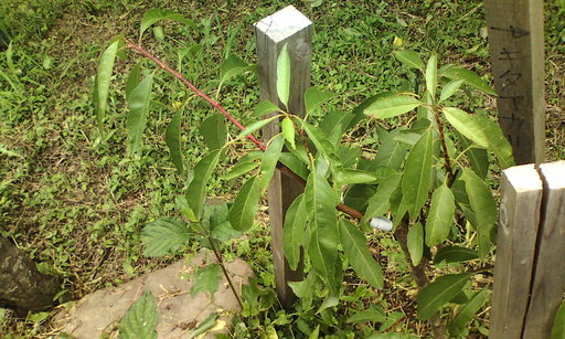 �H�����񁕃G�g�Z�g��