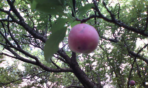 �H�����񁕃G�g�Z�g��