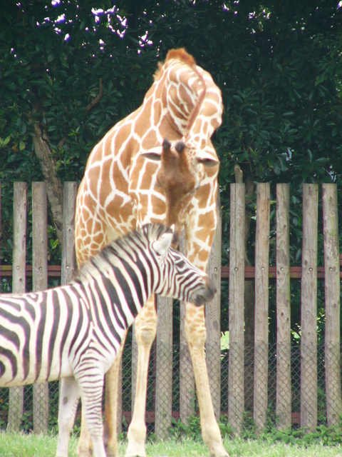 �H�����񁕃G�g�Z�g��