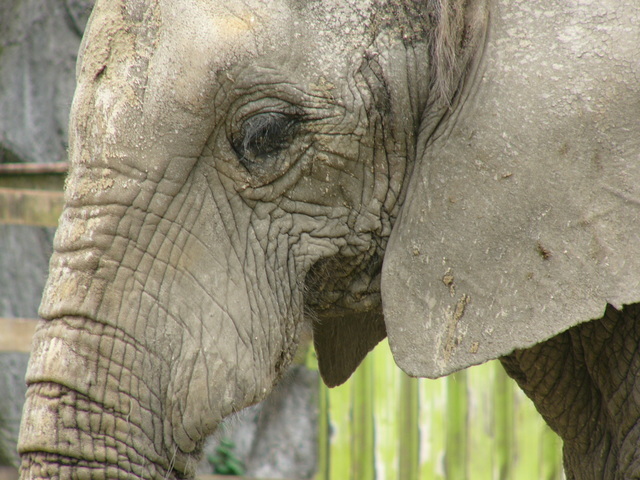 �H�����񁕃G�g�Z�g��