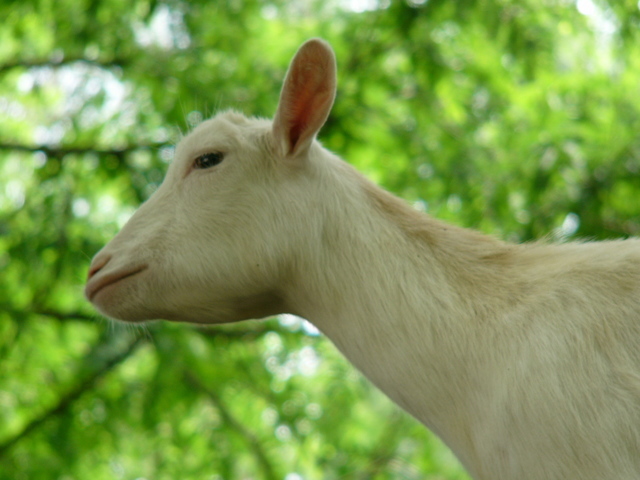 �H�����񁕃G�g�Z�g��