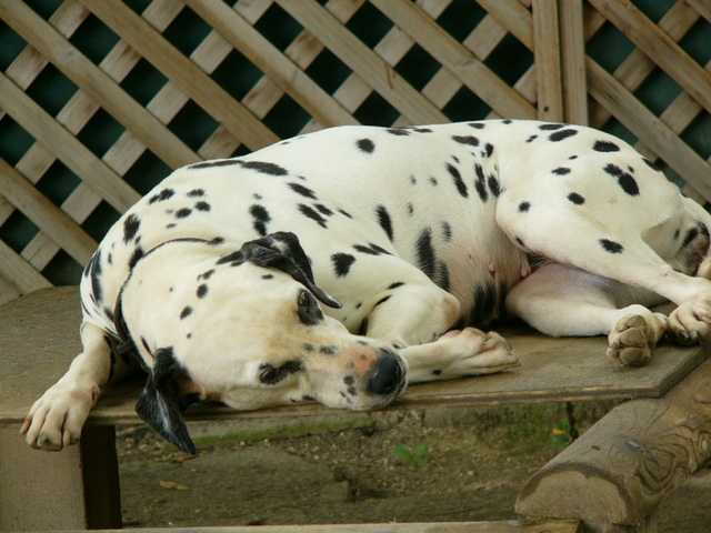 �H�����񁕃G�g�Z�g��