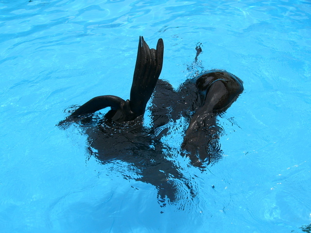 �H�����񁕃G�g�Z�g��