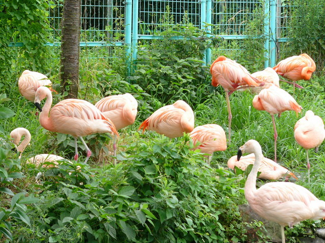 �H�����񁕃G�g�Z�g��