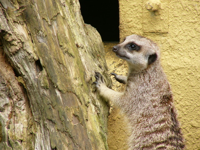 �H�����񁕃G�g�Z�g��