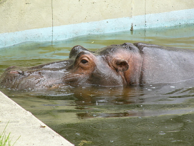 �H�����񁕃G�g�Z�g��